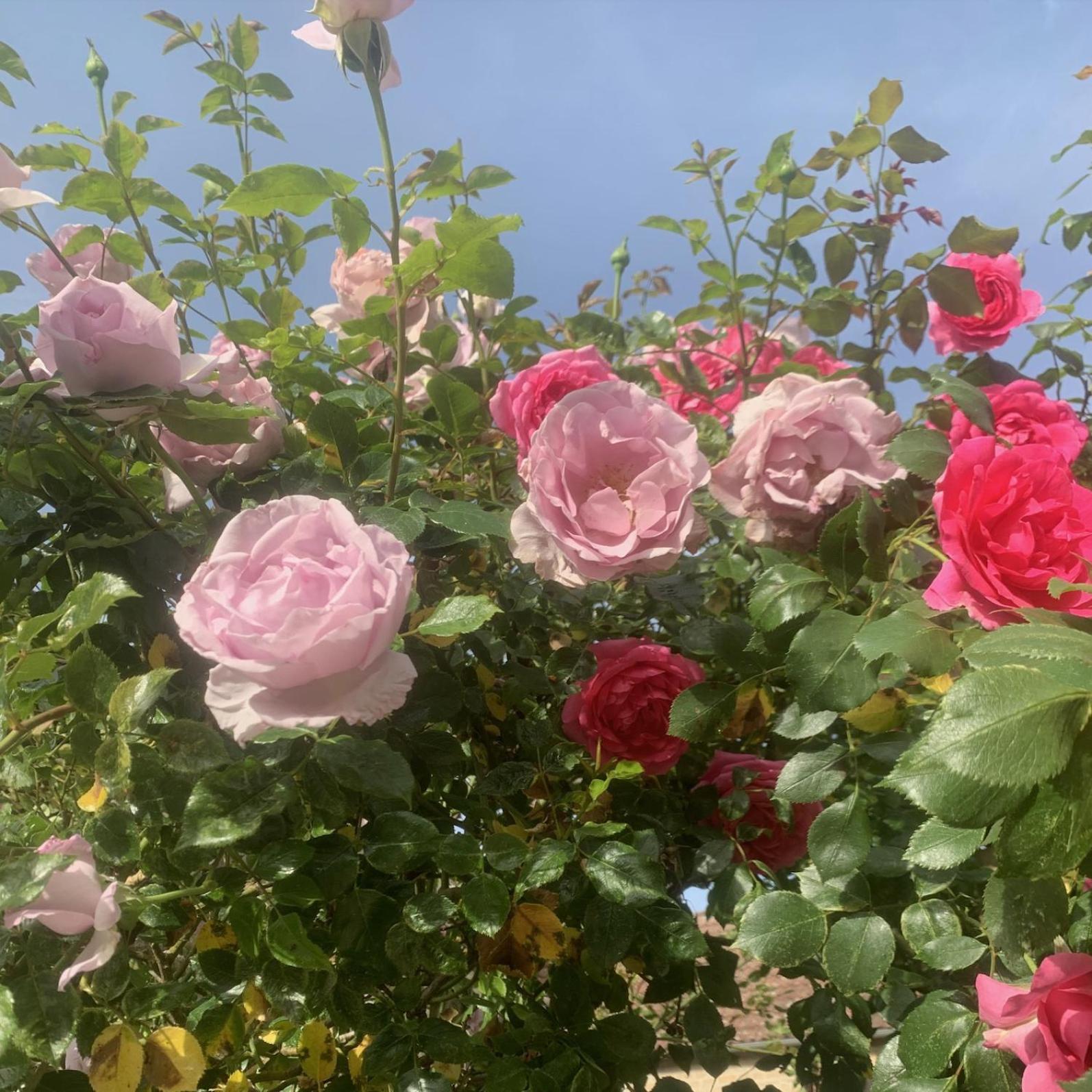 Bed and Breakfast La Cour Des Delices Gigny  Екстер'єр фото